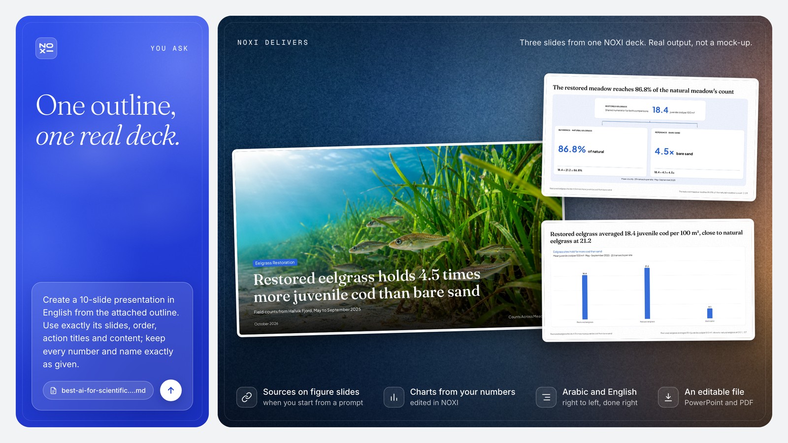NOXI deck showcase: the cover slide "Restored eelgrass holds 4.5 times more juvenile cod than bare sand", a slide working out 18.4 ÷ 21.2 = 86.8% of natural eelgrass and 18.4 ÷ 4.1 = 4.5 times bare sand, and a bar chart of mean juvenile cod per 100 m²: 18.4, 21.2 and 4.1.
